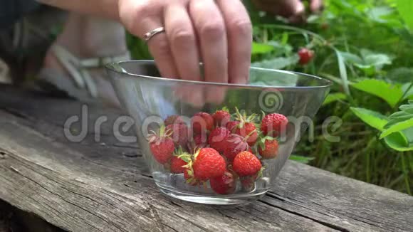 英国老花园的女人在摘草莓到玻璃碗视频的预览图