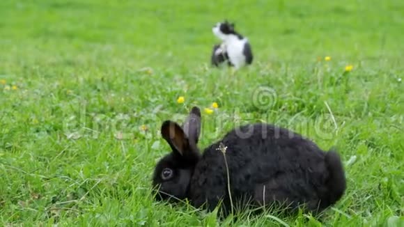 黑兔和一只猫坐在高山的绿色草坪上视频的预览图