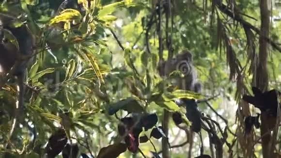 小猴子坐在藤蔓上视频的预览图