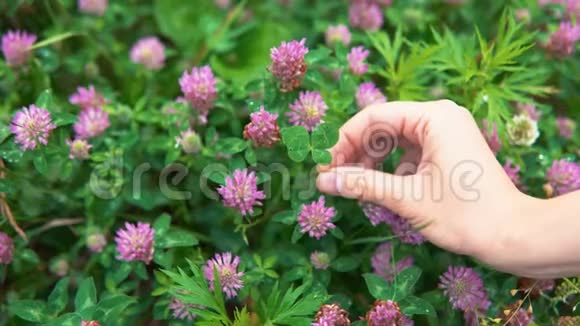一只雌手握着一朵四叶三叶草象征着幸运视频的预览图