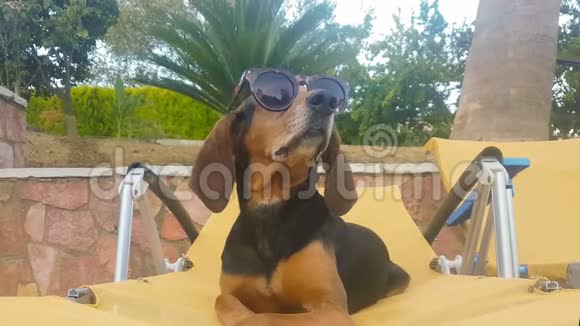 戴着太阳镜的狗在躺椅上玩得很开心快乐的夏日时刻视频的预览图