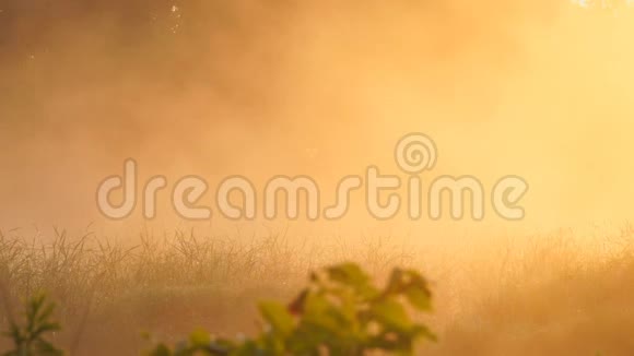 清晨的雾在一个宁静的湖面上在朝阳的照耀下视频的预览图
