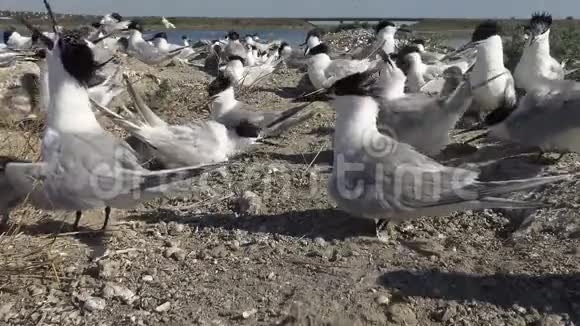 沙岛上的燕鸥群喂鸟的声音和叫声视频的预览图