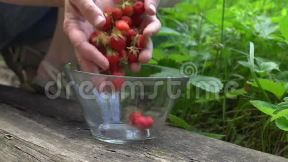 英国老园中采摘有机草莓至玻璃碗绿色背景视频的预览图