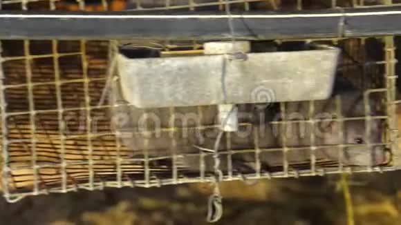欧洲貂穆斯塔拉卢特罗拉透过他的笼子网格裘皮动物的工业养殖视频的预览图
