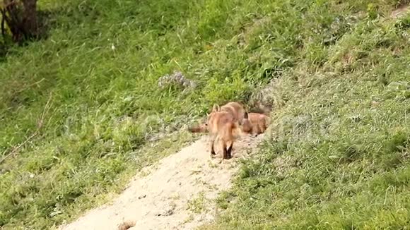 快乐的狐狸小精灵视频的预览图