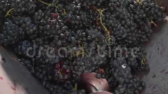 用压力机挤压葡萄在酒庄酿酒特写视频的预览图