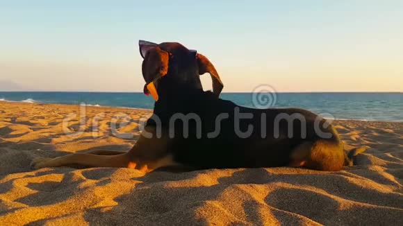 狗肖像看海滩时风吹着一个可爱的放松时刻视频的预览图