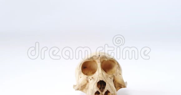 白色背景下的动物头骨和巧克力视频的预览图