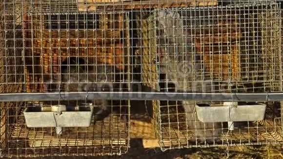 穆斯特拉卢特里奥拉透过笼子的格子裘皮动物的工业养殖视频的预览图