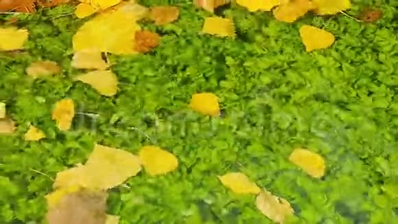 有树叶漂浮的池塘秋天的风景视频的预览图