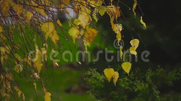 秋天风旋转着黄桦树的叶子视频的预览图