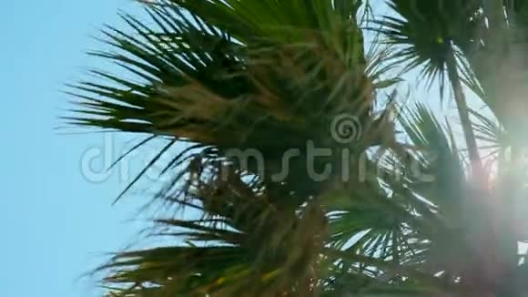 棕榈枝在阳光下慢动作棕榈树与太阳视频的预览图