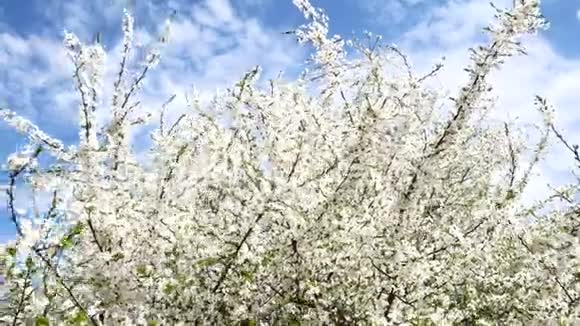 春天里一枝盛开的树有着轻风美丽的白花春天盛开的树枝视频的预览图
