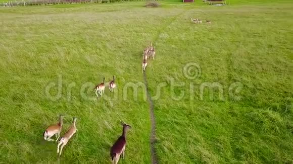 一群鹿沿着草地上的小径奔跑空中勘测慢动作视频的预览图