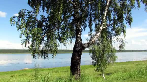 景观桦树滩河视频的预览图