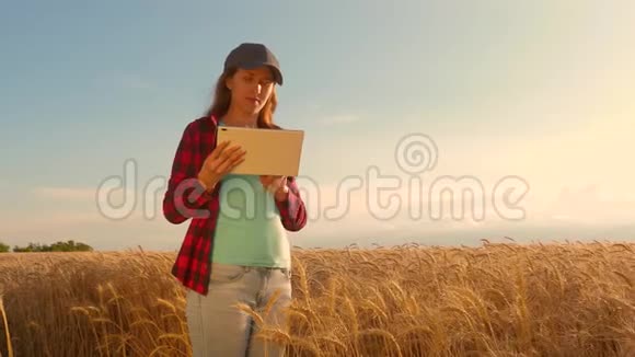 农民妇女在麦田里用平板电脑工作计划种植谷物商业妇女在规划收入领域视频的预览图