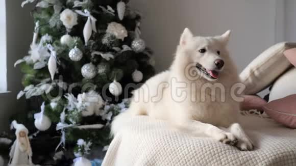 狗在圣诞装饰的内部宠物躺在圣诞树附近的房间视频的预览图