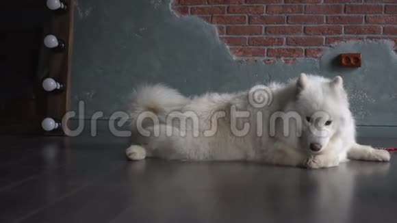 白色漂亮的小纯种狗可爱的脸躺在乡间房子的木地板上视频的预览图