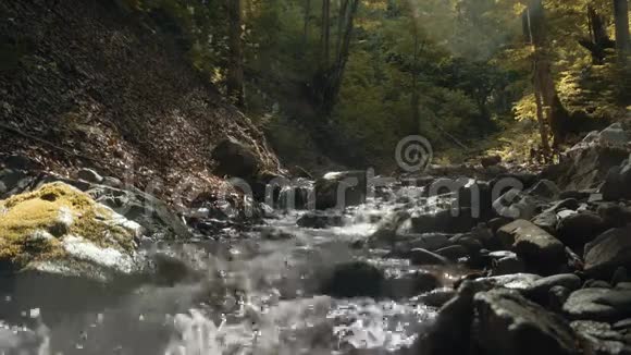 森林河流视频的预览图