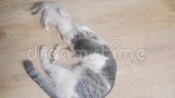 小白毛茸茸的苏格兰小猫和妈妈猫玩猫家庭关心爱友谊和理解可爱可爱可爱视频的预览图
