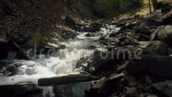 森林河流视频的预览图