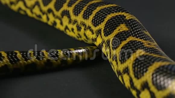 匍匐的黄蛇尾视频的预览图
