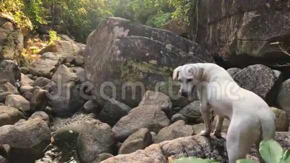 泰国北部热带丛林河石上可爱的小白狗视频的预览图
