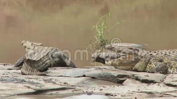 两条鳄鱼在河岸晒太阳视频的预览图