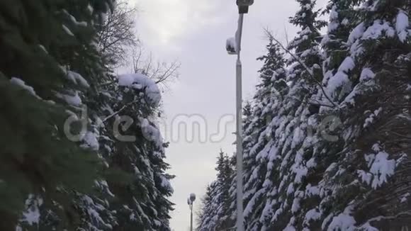 沿着傍晚冬季公园的大道走摄像机沿着杉树移动覆盖着一大块雪从下面视频的预览图