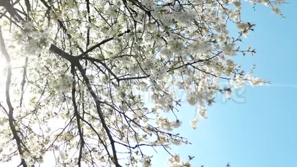 日落时樱花和蓝天花的自然背景视频的预览图