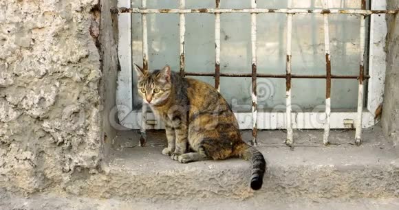 一只卡利科猫在一个村庄的窗户上视频的预览图