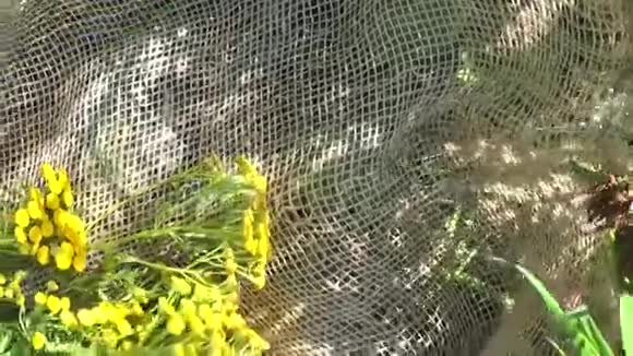 土卫二的药用草本植物视频的预览图