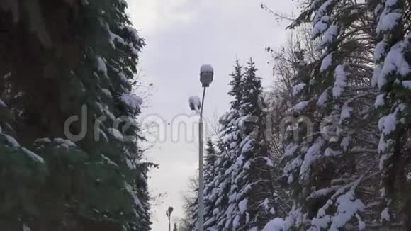 沿着傍晚冬季公园的大道走摄像机沿着杉树移动覆盖着一大块雪从下面视频的预览图