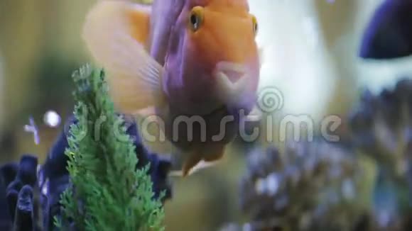 鱼缸里有粉红色的鱼视频的预览图