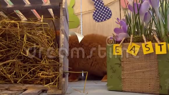 蓬松兔子复活节庆祝传统象征概念坐在花盆附近视频的预览图