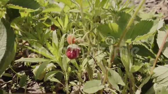 成熟的有机草莓花园里灌木丛里的草莓视频的预览图