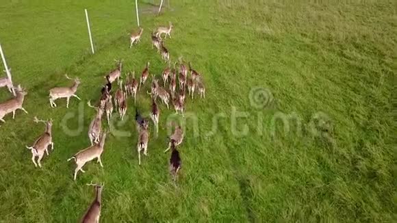 成年鹿教它们的雏鸟在草地上奔跑空中勘测慢动作视频的预览图