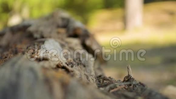 在阳光明媚的日子里生活在森林草地上的木制原木上的蚂蚁视频的预览图