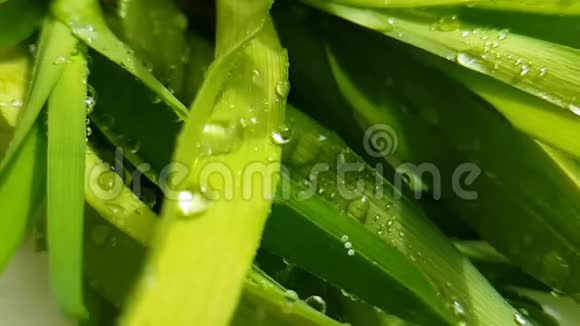 草叶水滴近距离慢镜头拍摄视频的预览图