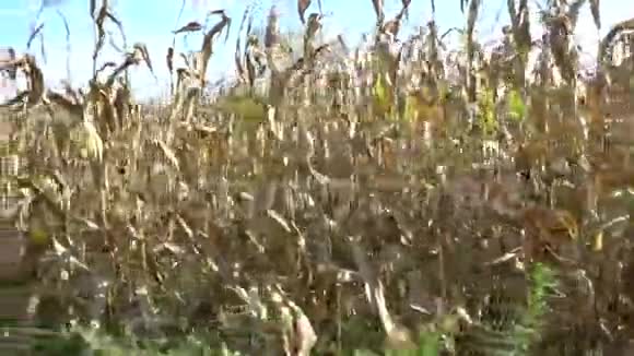 玉米是在风中收获的从汽车侧窗的视角手持式摄像机视频的预览图