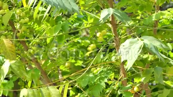 星鹅莓是热带水果视频的预览图
