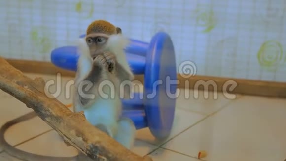 猴子坐在树旁吃芒果水果视频的预览图