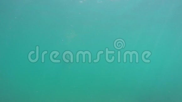 年轻的金发女郎穿着泳装在水下镜头下游泳视频的预览图
