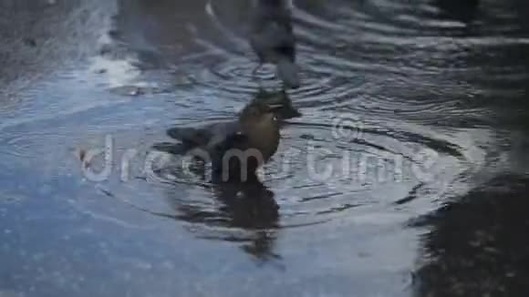 雀鸟嬉戏饮浴池视频的预览图