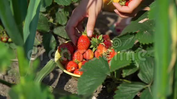 摘草莓的女农场主的手视频的预览图