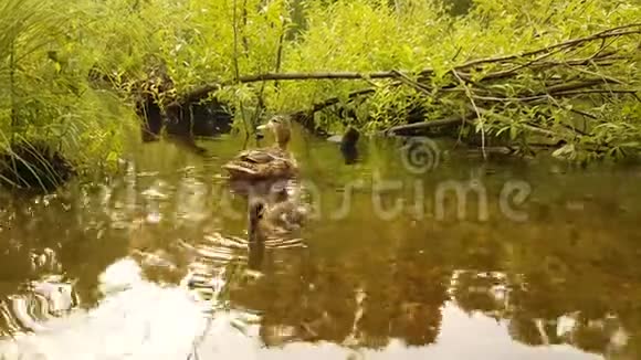 关小鸭雏在水中游泳的大群野鸟鸭子和小鸭子在散步鸭子在漂浮视频的预览图