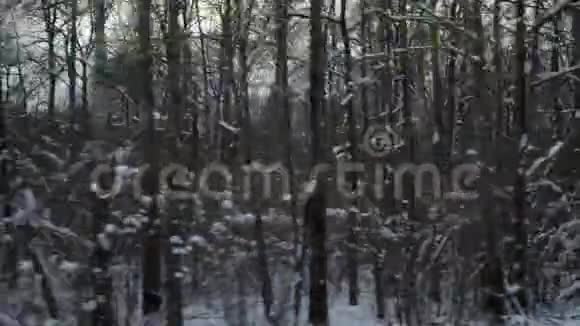 从移动汽车或火车的窗户拍摄冬季森林的视频镜头移过覆盖着雪的树木和灌木视频的预览图