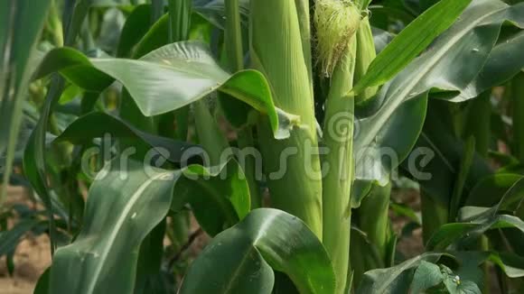 从成熟的玉米秸秆中取出手视频的预览图