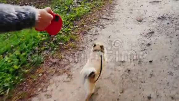 走你最喜欢的宠物一只巴格种的狗3轴稳定的pov视频视频的预览图